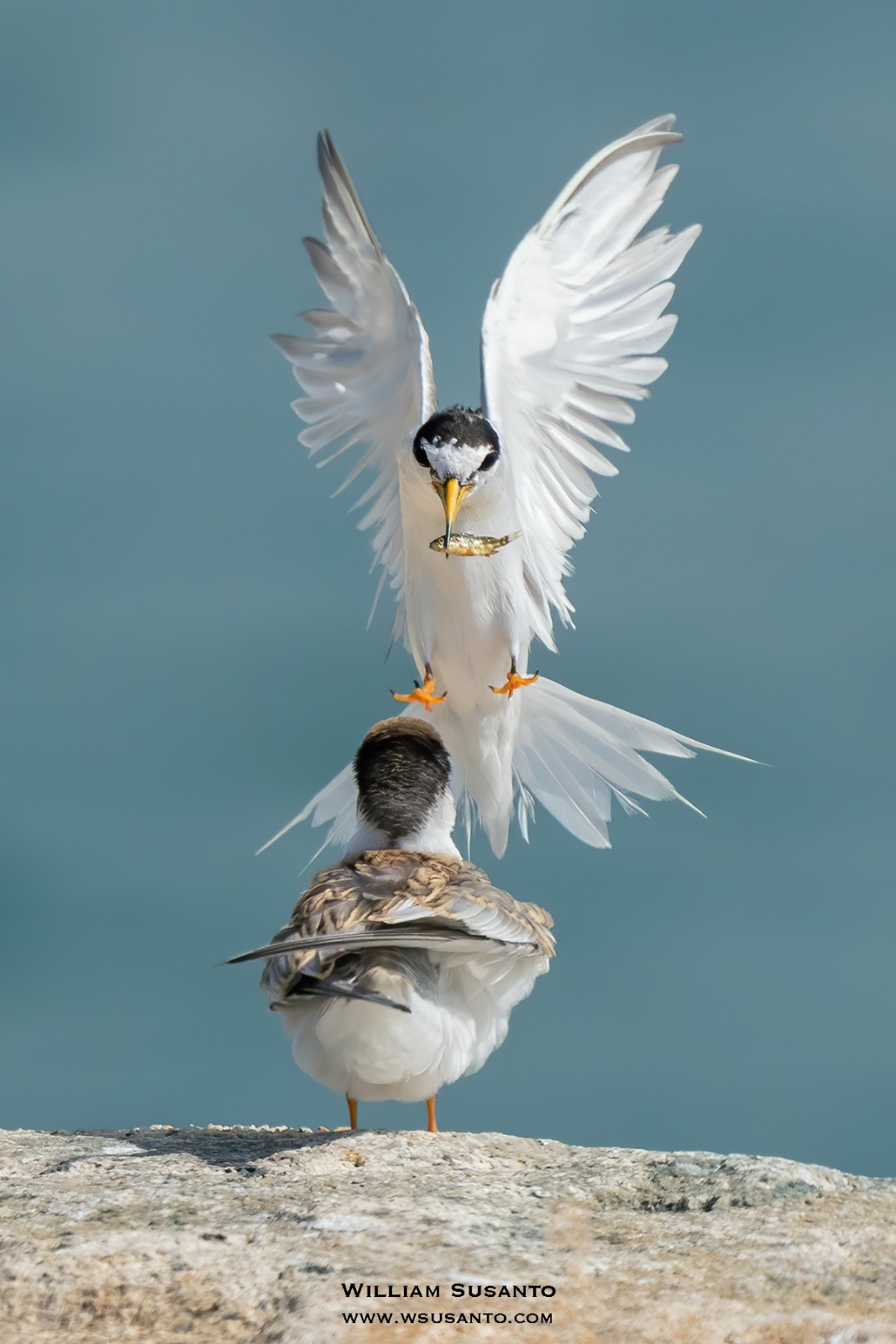 Little Terns
